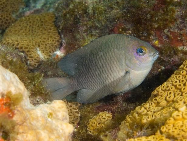 Documentário: o impacto da poluição sonora na vida marinha