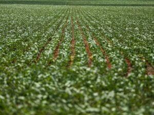 Defesa agropecuária deve ser priorizada como segurança nacional