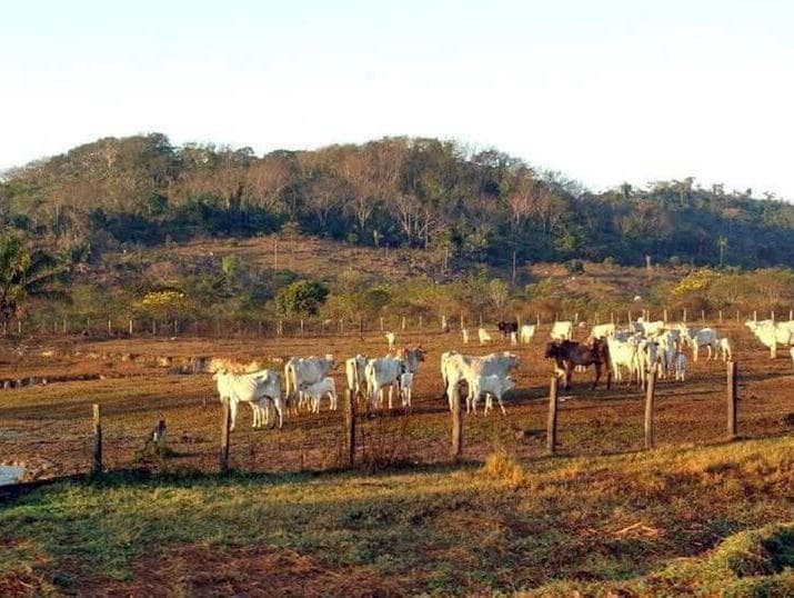 Congresso ignora proteção de animais silvestres e de produção, mostra levantamento