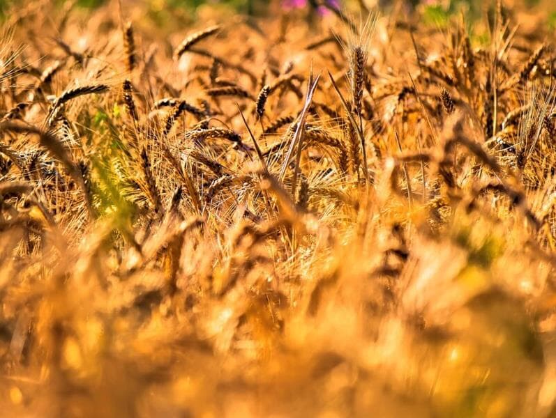 Dia da Cerveja: sem agro, sem cerveja