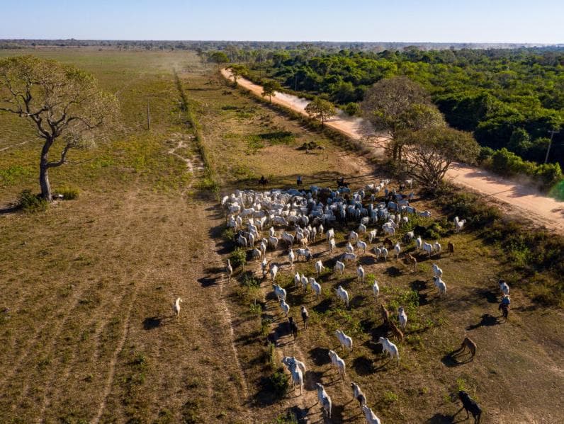 Pecuária em área protegida no Pantanal vai gerar pouco emprego e imposto, mostra estudo