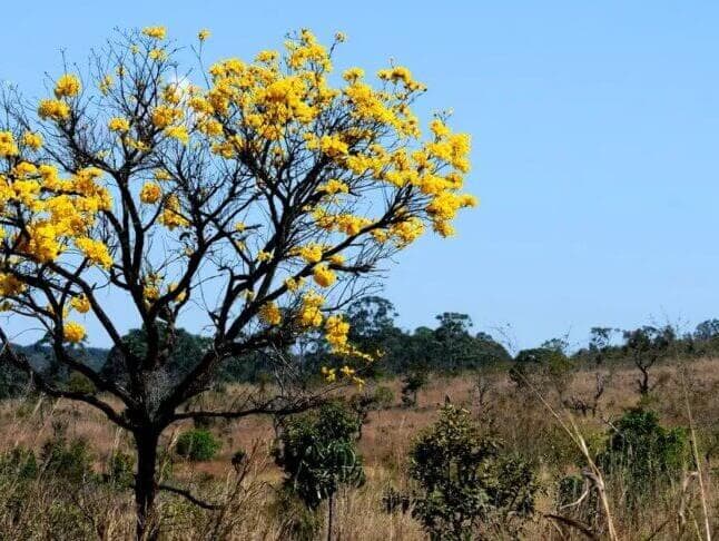 Prêmio Congresso em Foco 2024: quem disputa a categoria Clima e Sustentabilidade