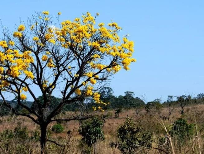 Desmatamento no Brasil cai 11%; mas dispara no Cerrado, que ultrapassa a Amazônia