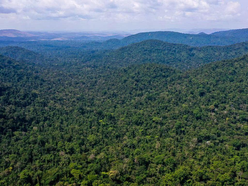 A Amazônia e os direitos: humanos e da natureza