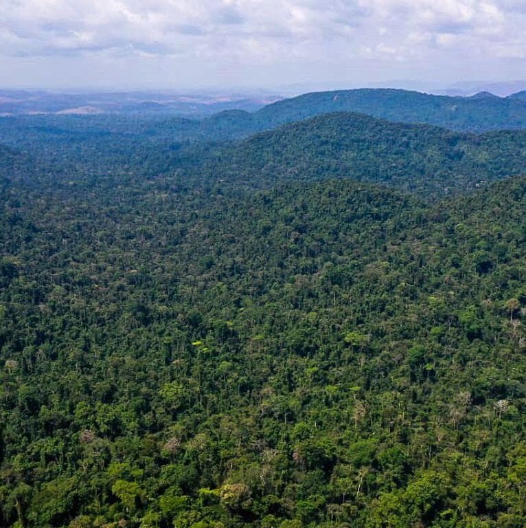 A Amazônia e os direitos: humanos e da natureza