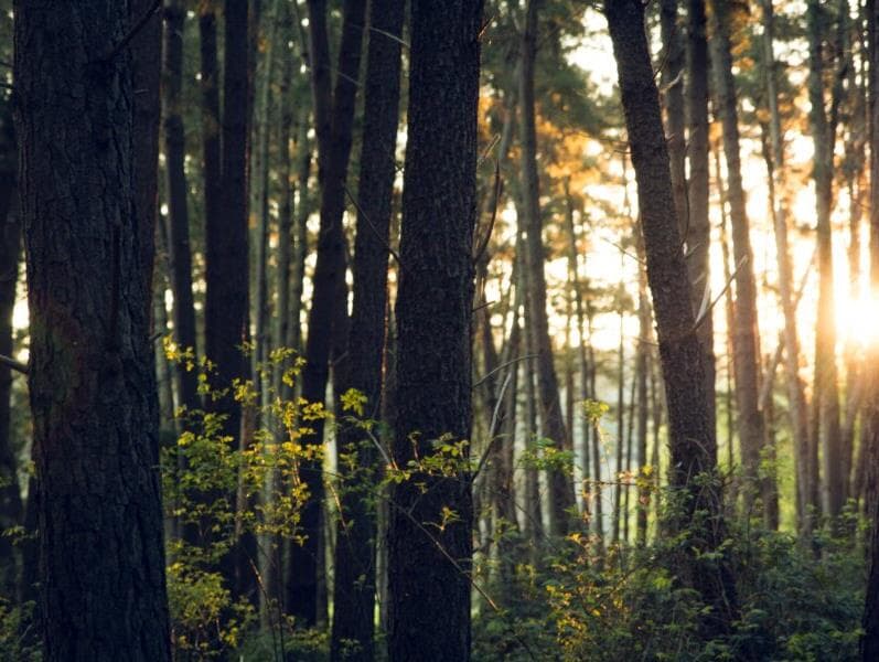 Descarbonização e redução do plástico: formas de preservação do meio ambiente