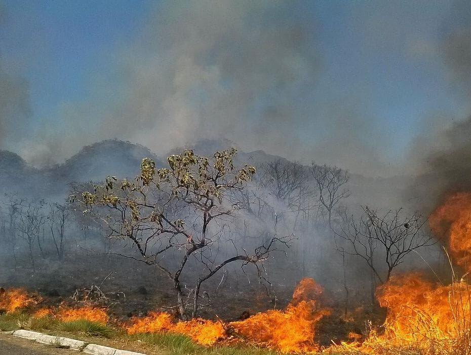 Falta política de proteção ao Cerrado, alerta líder ambientalista