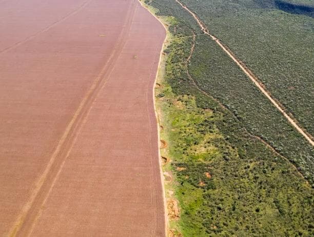 Cerrado perdeu área maior do que a cidade de São Paulo nos três primeiros meses do ano