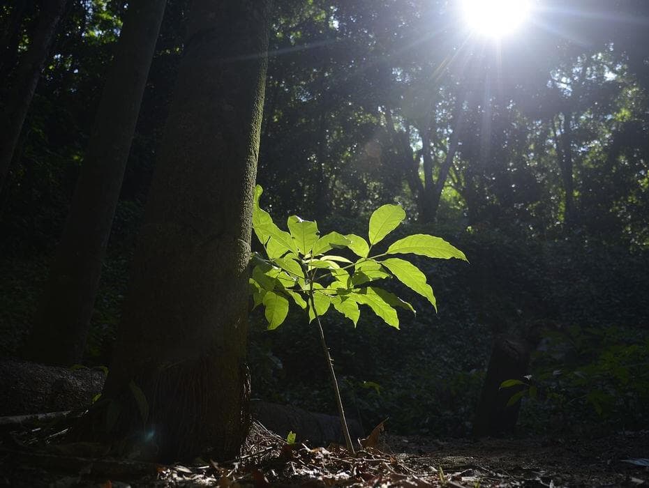 SOS Mata Atlântica apresenta propostas para preservar o meio ambiente