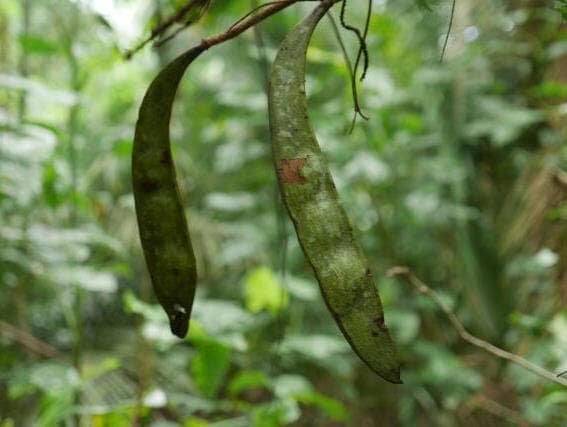 Colonialismo ecológico, um carrapato em nossas costas