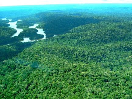 Floresta em pé é tecnologia de ponta a custo zero