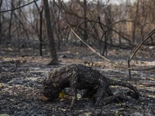 Um relato emocionante em fotos e áudio sobre as queimadas no Pantanal