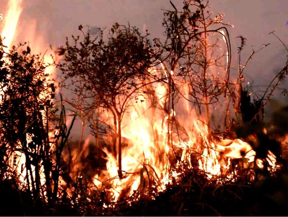 Vídeo: a experiência de registrar durante dez dias a destruição do Pantanal