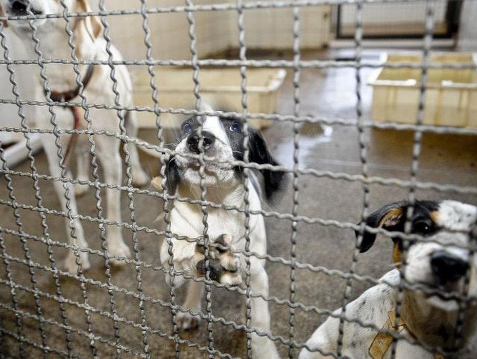 Vai à sanção projeto que aumenta penas por maus-tratos contra cães e gatos