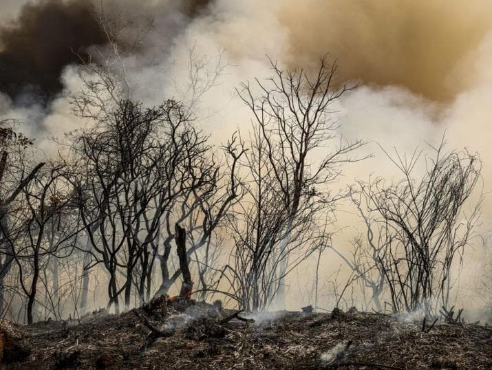 Incêndio destrói parte da Floresta de Brasília; ICMBio suspeita de ação criminosa