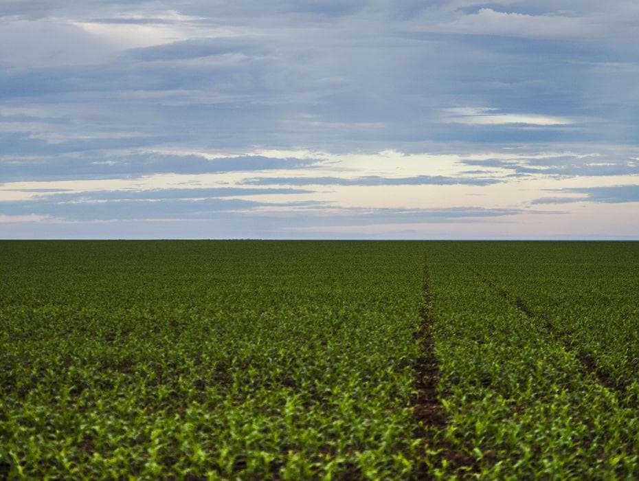 Desmatamento cai na Amazônia, mas dispara no Cerrado