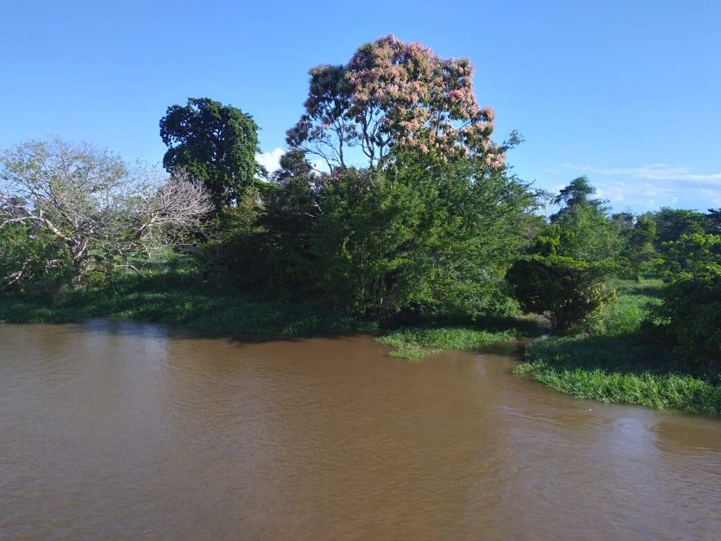 A Lei da Mata Atlântica e a Lei da Floresta Amazônica