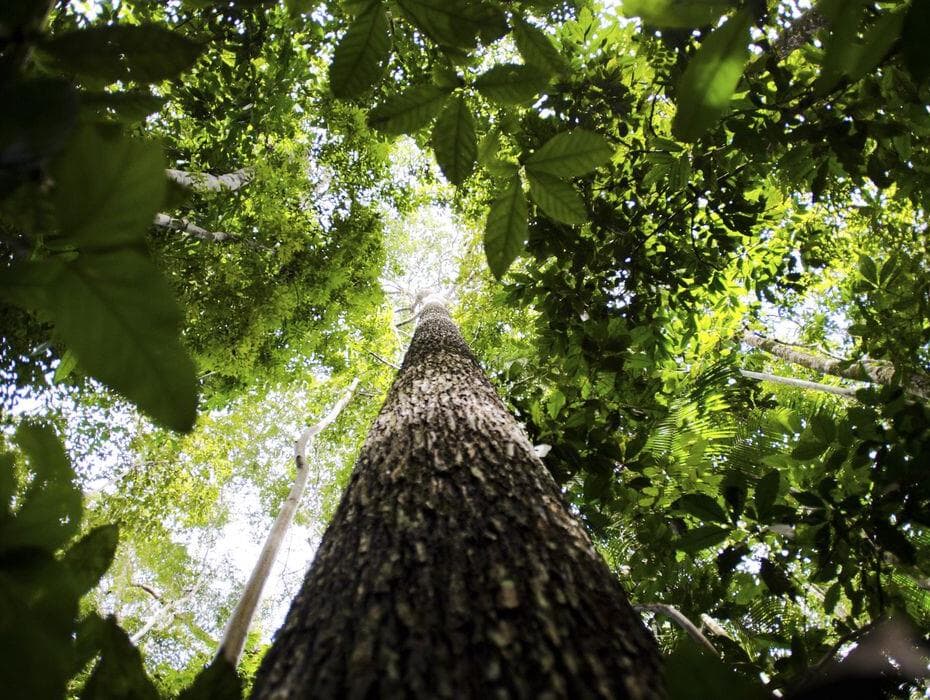 Relatório Luz aponta retrocesso no desenvolvimento sustentável do país