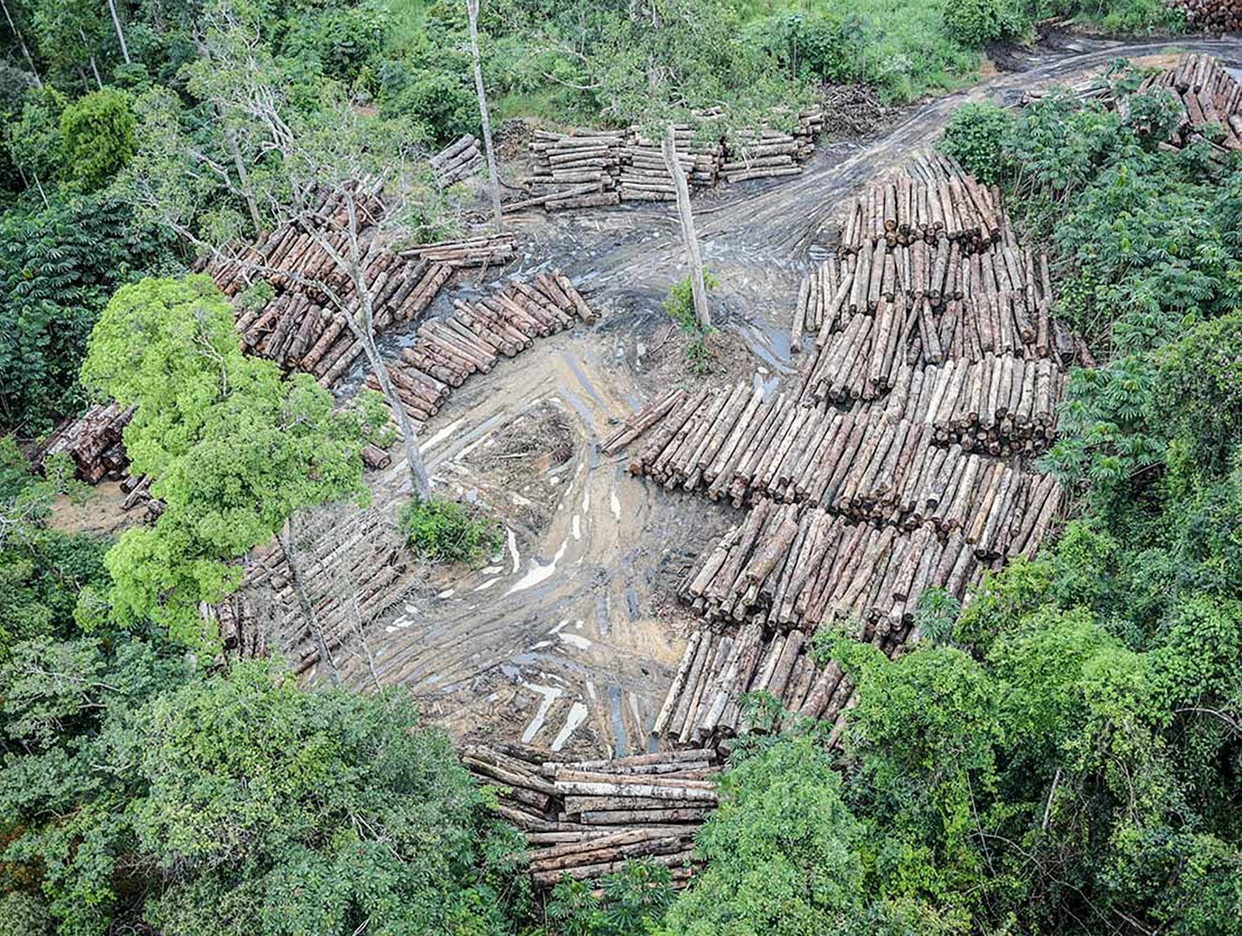 Desmatamento na Amazônia teve novo recorde em abril, indica Deter