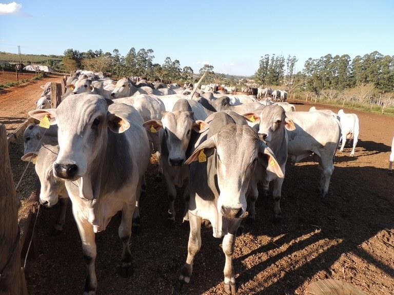 Comissão de Agricultura aprova criação de fundo para segurança sanitária animal