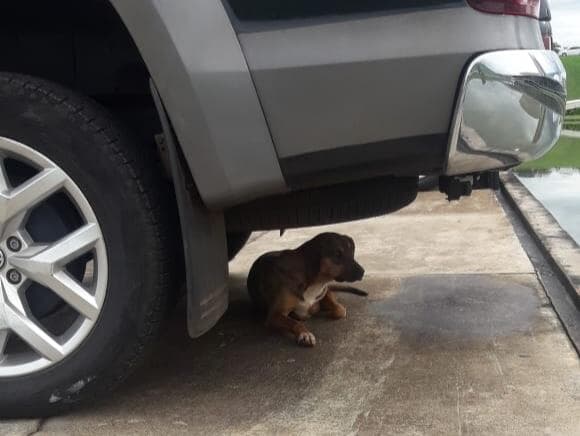 Servidores buscam lar para cadela que aparece ao redor do Congresso