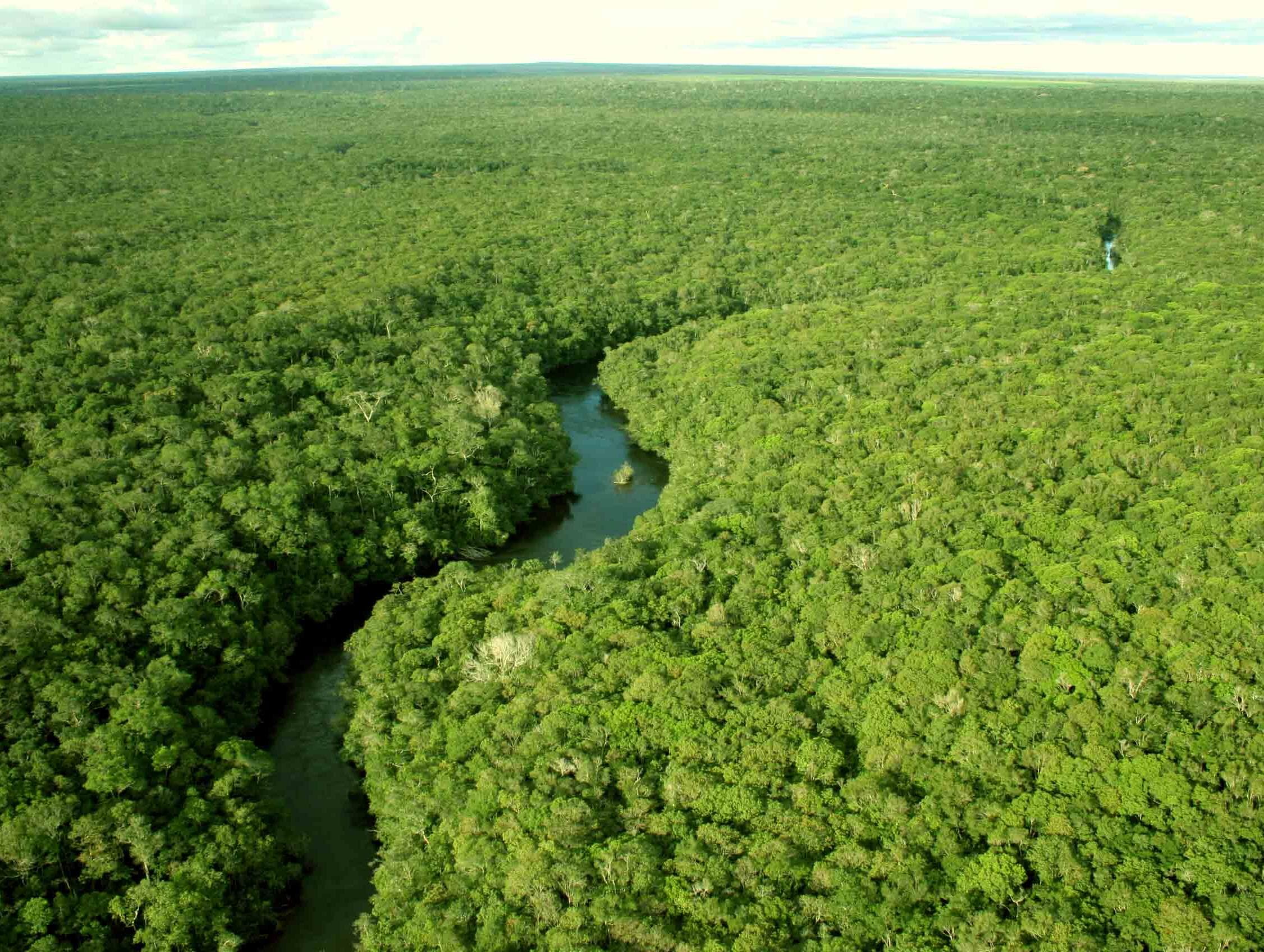 Desmatamento na Amazônia aumenta 103,7% em novembro e bate recorde