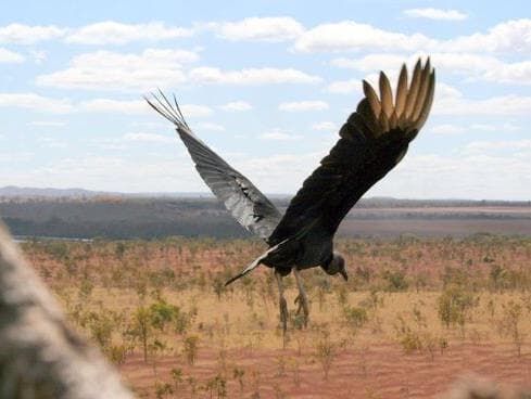 Cerrado caminha para extinção em massa, alerta WWF-Brasil