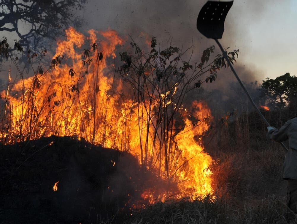 Ambientalistas são presos acusados de causar incêndios no Pará