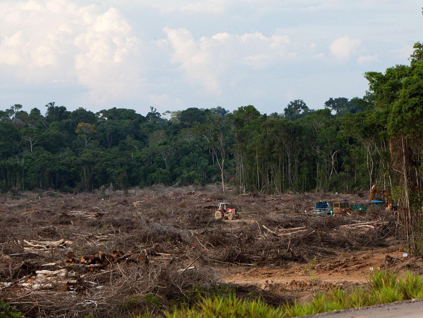 Desmatamento na Amazônia cresce 30% em um ano