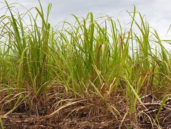 Bolsonaro revoga decreto que impedia cana-de-açúcar na amazônia