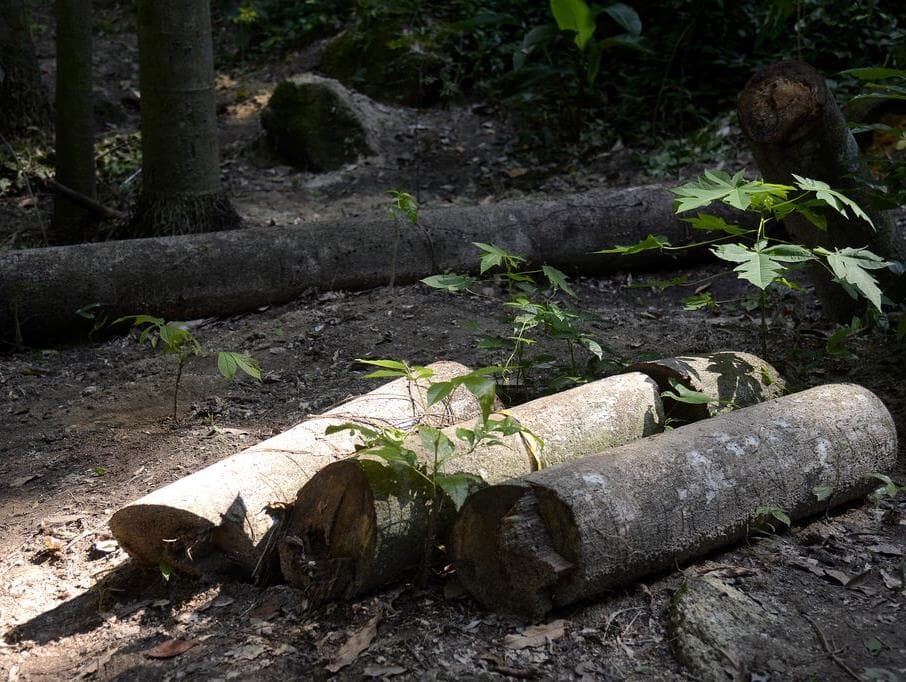 A luta ambiental é política e econômica