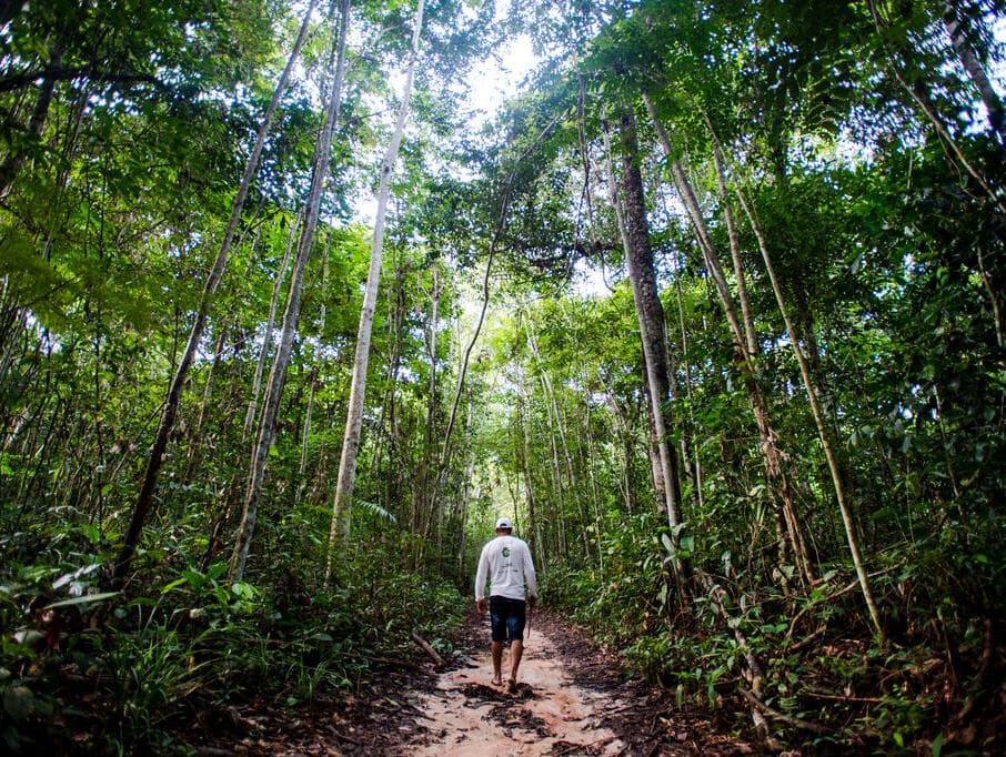 Crime de Ecocídio contra a Floresta Amazônica