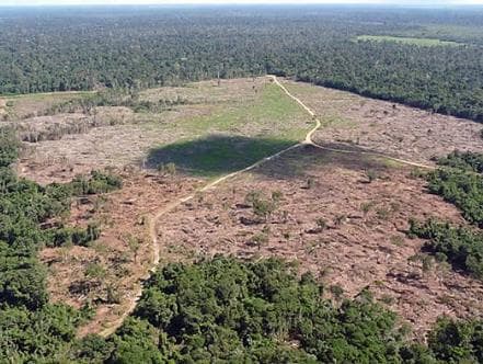 Brasil perde R$ 154,5 milhões devido ao desmatamento na Amazônia