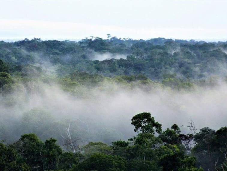 Fundo Amazônia: deputados enviam carta de apoio às embaixadas da Noruega e Alemanha