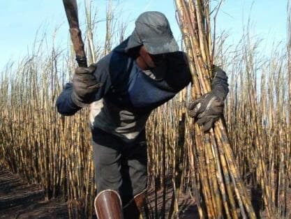 Pará, Mato Grosso e Minas Gerais lideram resgates por trabalho escravo