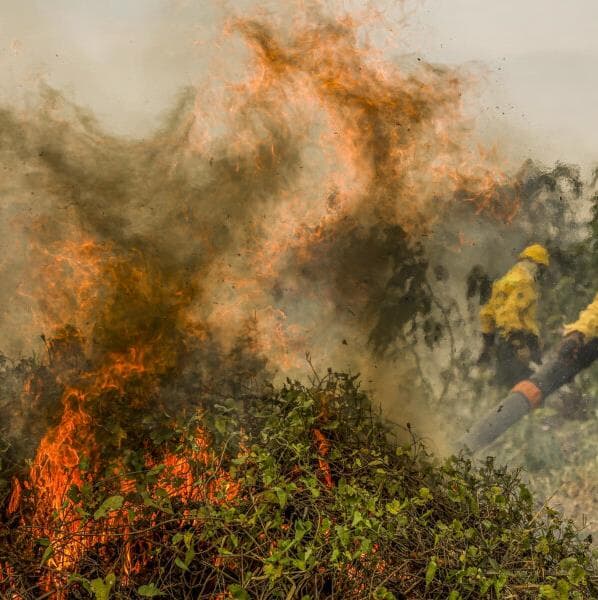 PL do Pantanal é incapaz de impedir perda do bioma, alertam ONGs