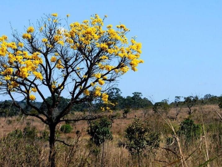 Parlamentares defendem preservação das águas no Cerrado