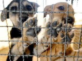 Câmara aprova aumento da pena de maus-tratos a cães e gatos