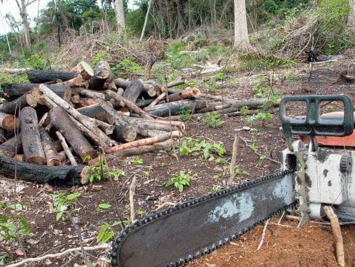 Congresso em Foco e IDS fazem parceria para valorizar atuação parlamentar na defesa do meio ambiente