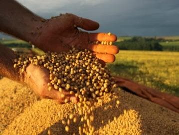 Agropecuária brasileira é do tamanho do Brasil