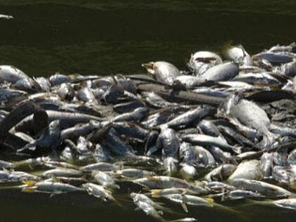 Contaminado, Lago Paranoá está impróprio para banho e pesca