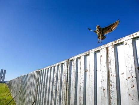 O muro e a coruja