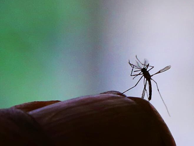 Distrito Federal tem primeiro bebê nascido com microcefalia devido ao zika vírus