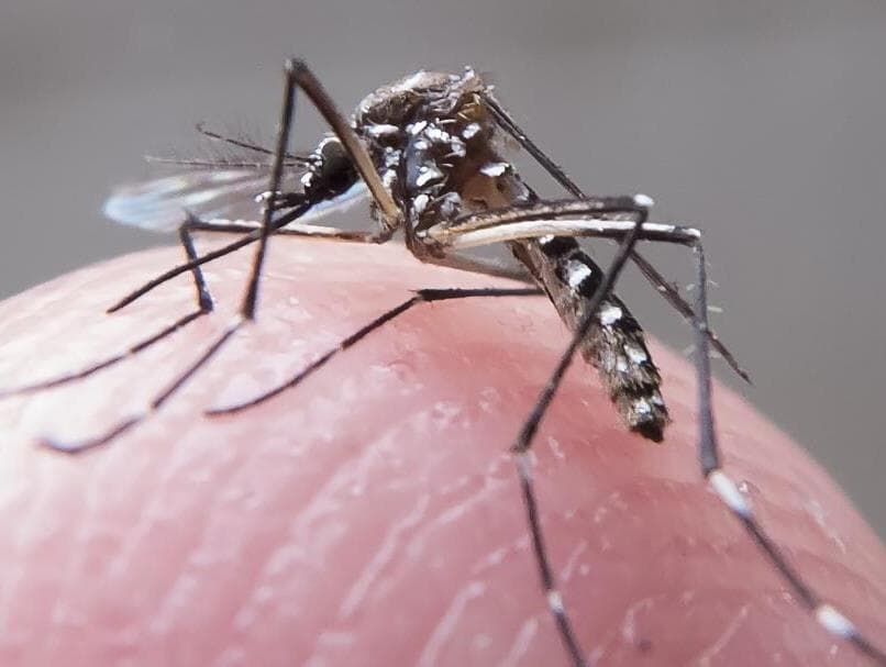 Zika pode infectar 4 milhões nas Américas, 1,5 mi só no Brasil, diz OMS