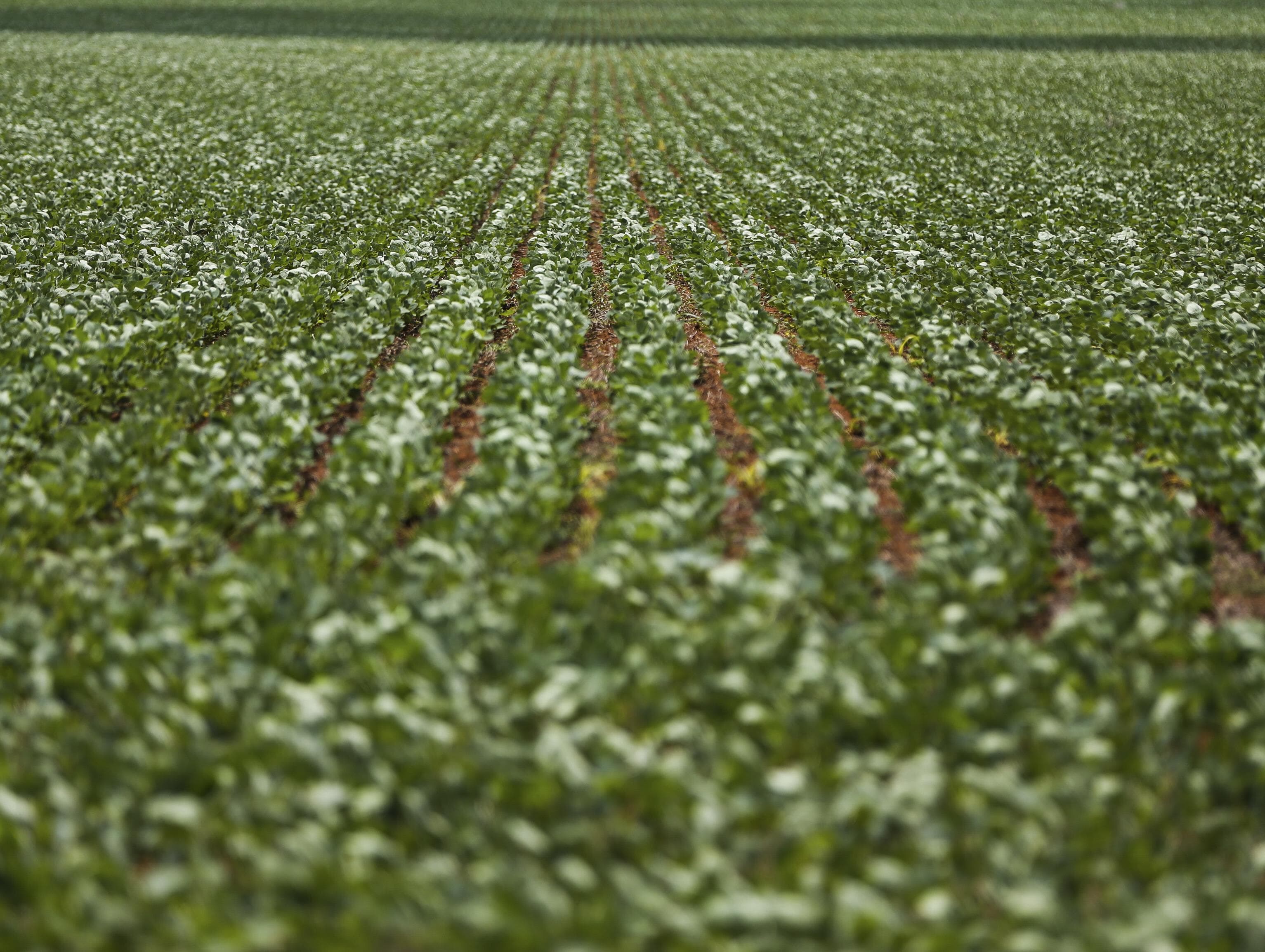 Ministério da Agricultura libera 42 agrotóxicos e defende estratégia de baratear produtos