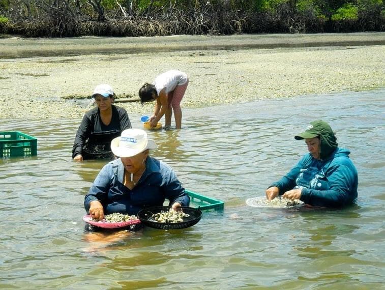 Vetos: Pagamento a marisqueiras vítimas de desastres não terá prioridade