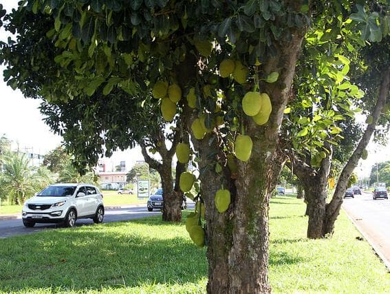 Cidade pomar: Brasília tem cerca de 900 mil árvores frutíferas em área pública