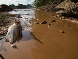 Grupo quer resgatar peixes antes de onda de lama chegar ao Espírito Santo