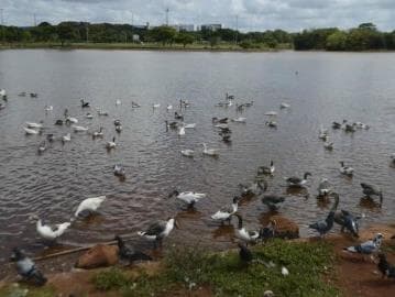 Erosão ameaça esvaziar lago do principal parque do DF