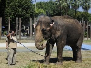 Ativistas preparam acampamento em favor dos animais